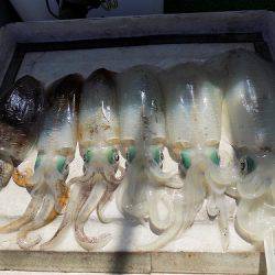 フィッシングボート空風(そらかぜ) 釣果