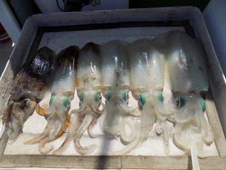 フィッシングボート空風(そらかぜ) 釣果