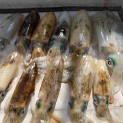 フィッシングボート空風(そらかぜ) 釣果