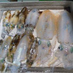 フィッシングボート空風（そらかぜ） 釣果