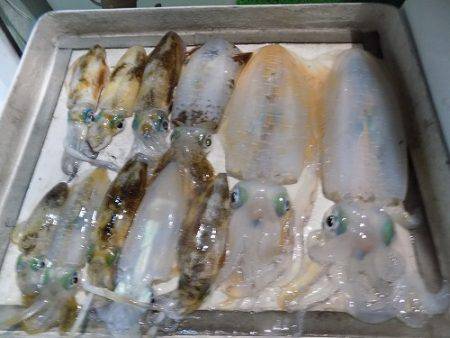 フィッシングボート空風（そらかぜ） 釣果