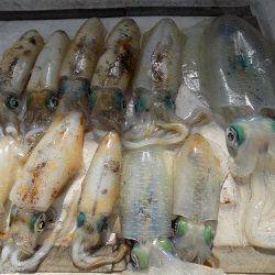 フィッシングボート空風(そらかぜ) 釣果