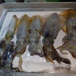 フィッシングボート空風(そらかぜ) 釣果