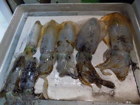 フィッシングボート空風(そらかぜ) 釣果