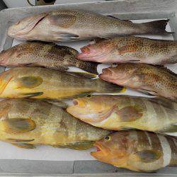 フィッシングボート空風(そらかぜ) 釣果