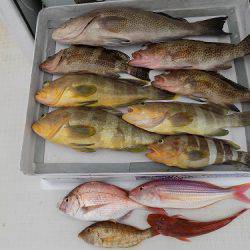 フィッシングボート空風(そらかぜ) 釣果