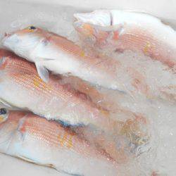 こうゆう丸 釣果