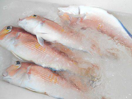 こうゆう丸 釣果