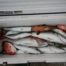 オーシャンズ　京都 釣果