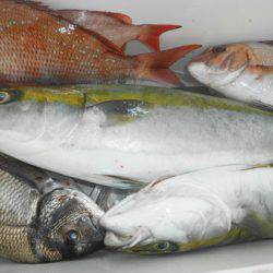 こうゆう丸 釣果