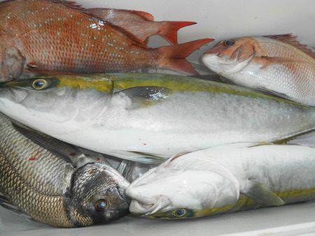 こうゆう丸 釣果