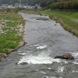 狩野川(狩野川漁業協同組合) 釣果