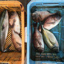由良海上釣り堀 海人 釣果
