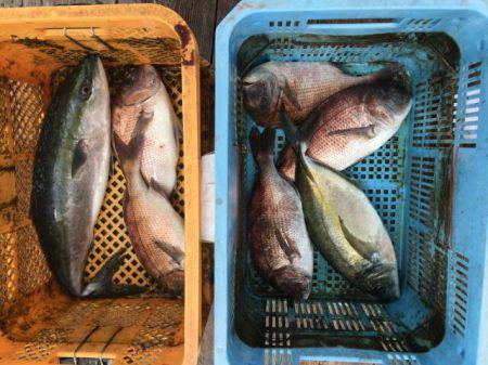 由良海上釣り堀 海人 釣果