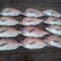 由良海上釣り堀 海人 釣果