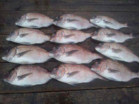 由良海上釣り堀 海人 釣果