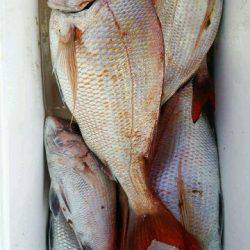 釣り船くわだ 釣果