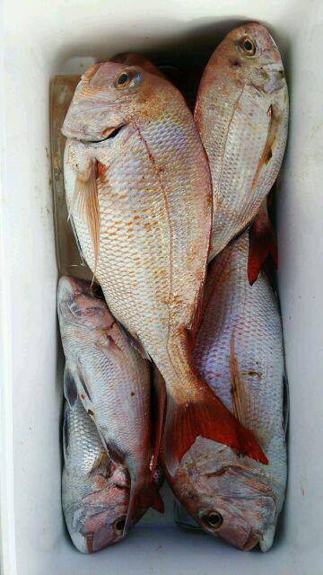 釣り船くわだ 釣果