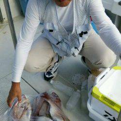 釣り船くわだ 釣果