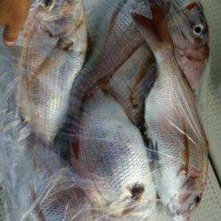 釣り船くわだ 釣果