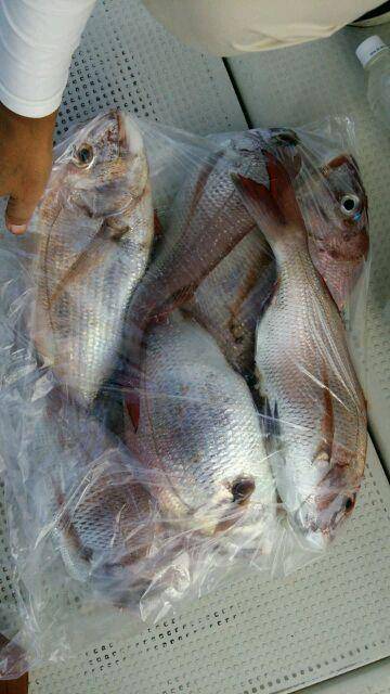 釣り船くわだ 釣果