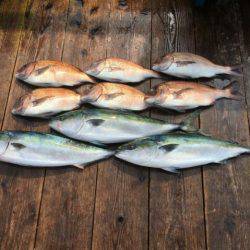 由良海上釣り堀 海人 釣果