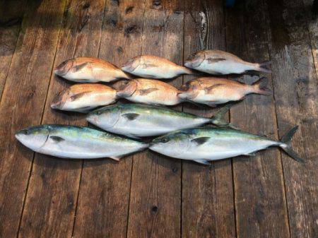 由良海上釣り堀 海人 釣果