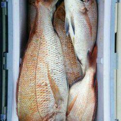 釣り船くわだ 釣果