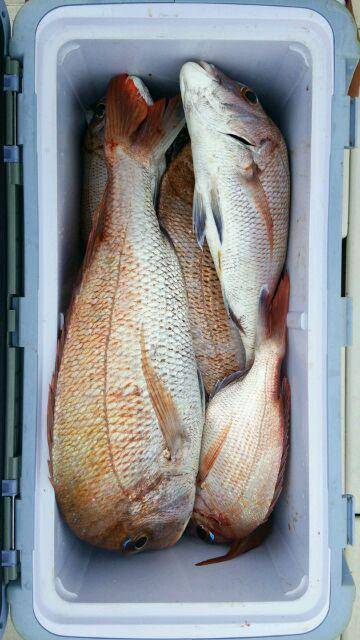 釣り船くわだ 釣果