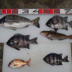 のとじま臨海公園海づりセンター 釣果