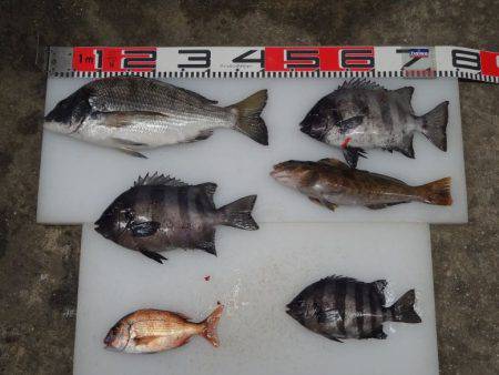 のとじま臨海公園海づりセンター 釣果