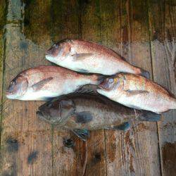 由良海上釣り堀 海人 釣果