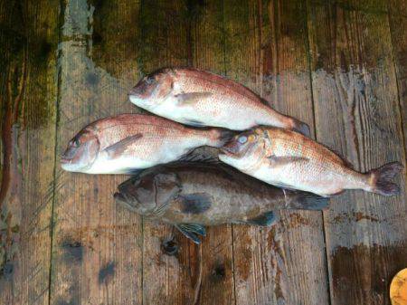 由良海上釣り堀 海人 釣果