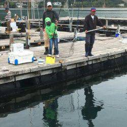 由良海上釣り堀 海人 釣果