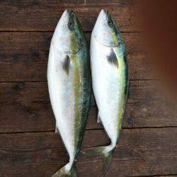 由良海上釣り堀 海人 釣果