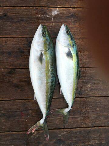 由良海上釣り堀 海人 釣果