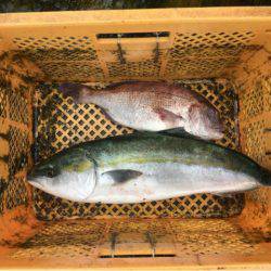 由良海上釣り堀 海人 釣果