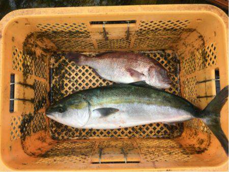 由良海上釣り堀 海人 釣果