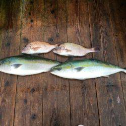 由良海上釣り堀 海人 釣果