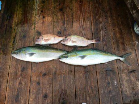 由良海上釣り堀 海人 釣果