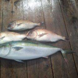 由良海上釣り堀 海人 釣果