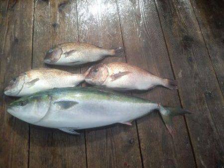 由良海上釣り堀 海人 釣果