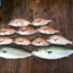 由良海上釣り堀 海人 釣果