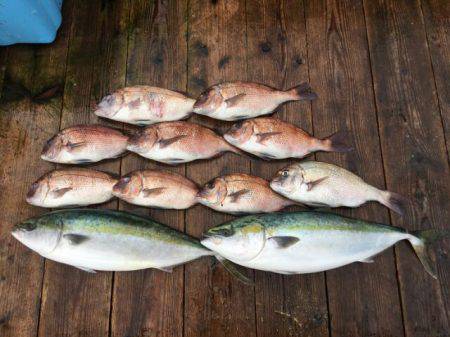 由良海上釣り堀 海人 釣果