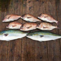 由良海上釣り堀 海人 釣果