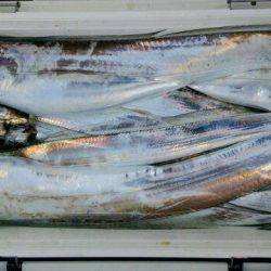 釣り船くわだ 釣果