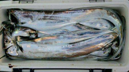 釣り船くわだ 釣果