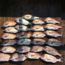 由良海上釣り堀 海人 釣果