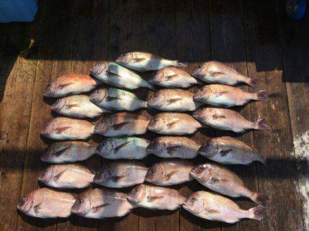 由良海上釣り堀 海人 釣果