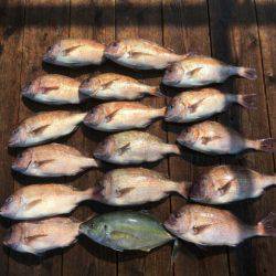 由良海上釣り堀 海人 釣果